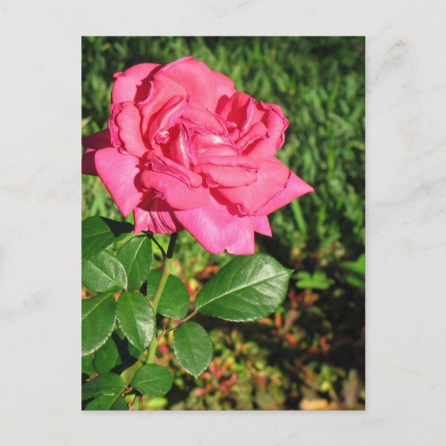 Cartão Postal Cartão-postal Rosa Rosa Rosa Rosa Rosa Rosa, perso (Frente)