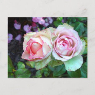 Cartão Postal Cartão-postal Rosa Rosado