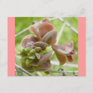 Cartão Postal Cartão-postal rosa tipo ervilha