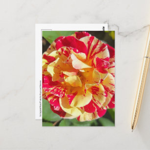 Cartão Postal Cartão-postal Rosa Vermelho e Amarelo Variado