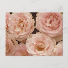 Cartão Postal Cartão-postal Rosas preciosos