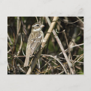 Cartão Postal Cartão-postal Rosy Gros