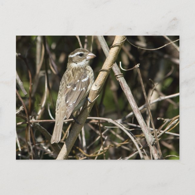 Cartão Postal Cartão-postal Rosy Gros (Frente)