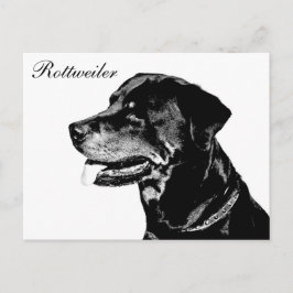 Cartão Postal Cartão-postal Rottweiler