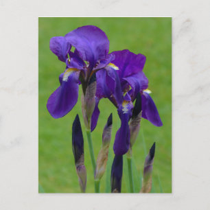 Cartão Postal Cartão-postal Roxo Iris