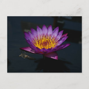 Cartão Postal Cartão-postal Roxo Lotus Waterlily & Dragonfly