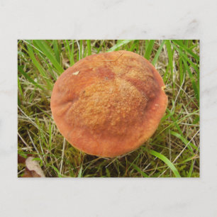 Cartão Postal Cartão-postal Ruby Bolete Mushroom