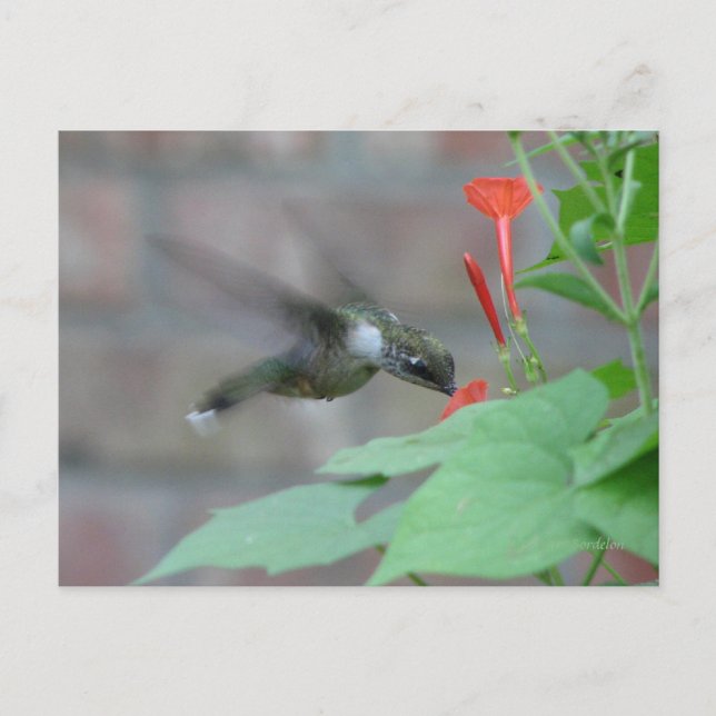 Cartão Postal Cartão-postal Ruby-throat (Frente)