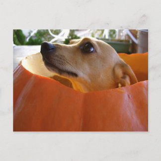 Cartão Postal Cartão-postal Rufus Pumpkin