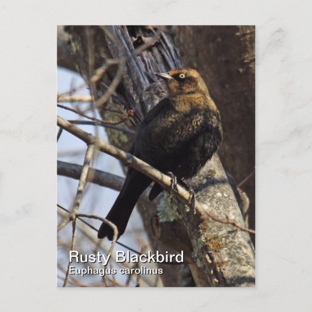 Cartão Postal Cartão-postal Rusty Blackbird (Frente)