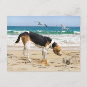 Cartão Postal Cartão-postal "Sally & The Crab"