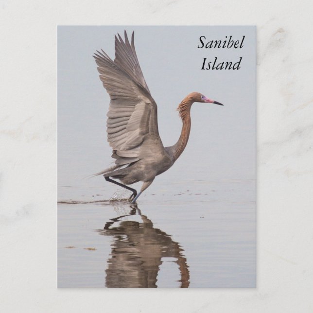 Cartão Postal Cartão-postal Sanibel Reddish Egret (Frente)
