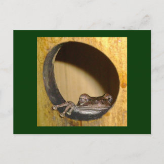 Cartão Postal Cartão-postal, Sapo House