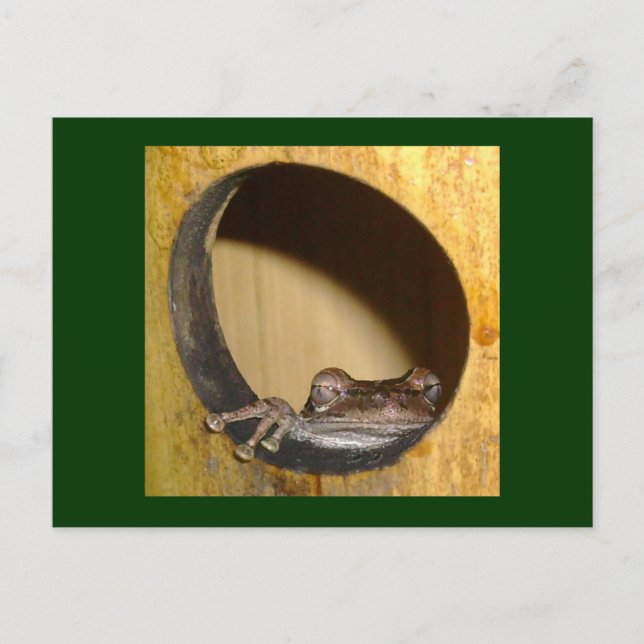 Cartão Postal Cartão-postal, Sapo House (Frente)