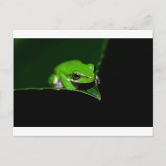 Cartão Postal Cartão-postal - sapo verde de árvore num bordo de