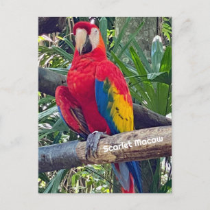 Cartão Postal Cartão-postal Scarlet Macaw Costa Rica