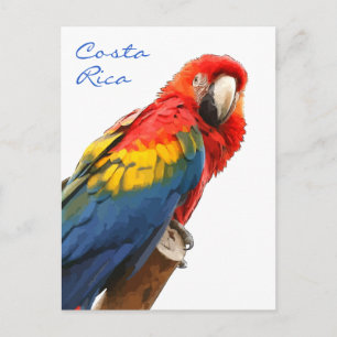 Cartão Postal Cartão-postal Scarlet Macaw Costa Rica
