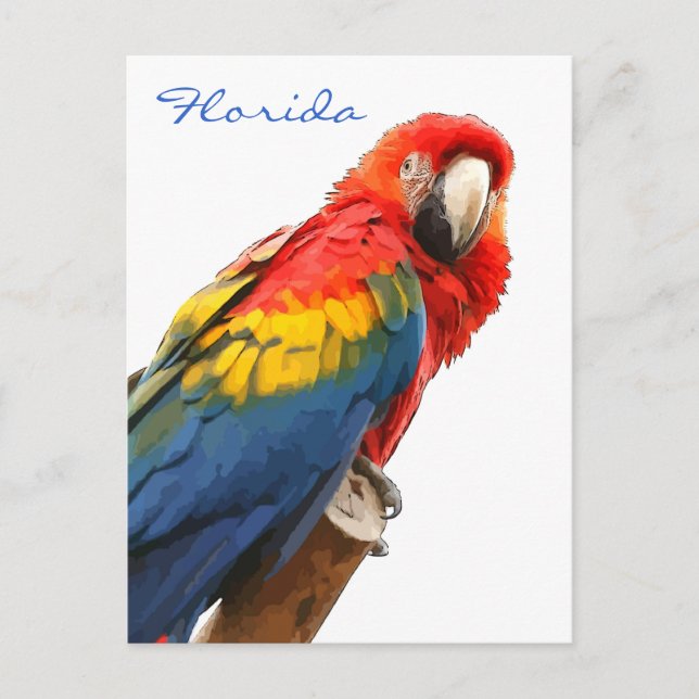 Cartão Postal Cartão-postal Scarlet Macaw Florda (Frente)