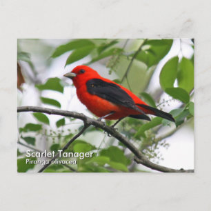 Cartão Postal Cartão-postal Scarlet Tanager