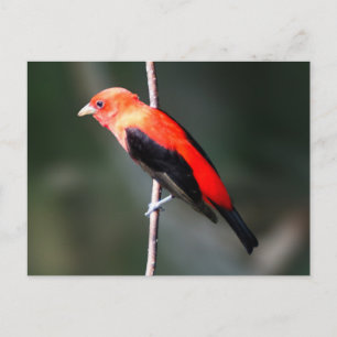 Cartão Postal Cartão-postal Scarlet Tanager