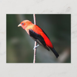 Cartão Postal Cartão-postal Scarlet Tanager