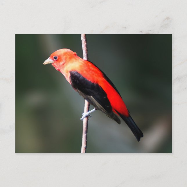 Cartão Postal Cartão-postal Scarlet Tanager (Frente)