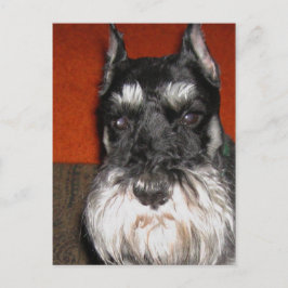 Cartão Postal Cartão-postal Schnauzer