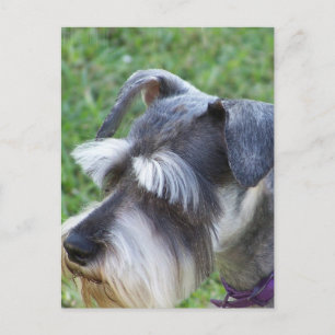 Cartão Postal Cartão-postal Schnauzer
