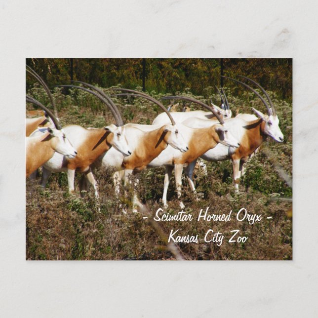 Cartão Postal Cartão-postal Scimitar Horned Oryx (Frente)