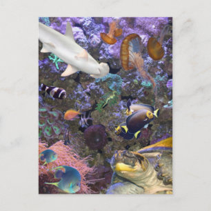 Cartão Postal Cartão-postal Sea Life