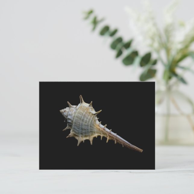 Cartão Postal Cartão-postal Sea Shell - Fotografia de Freyja (Em pé/Frente)