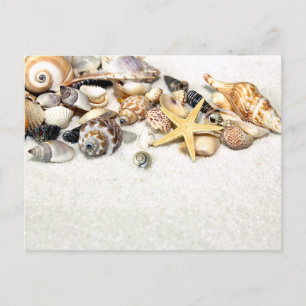 Cartão Postal Cartão-postal Seashells