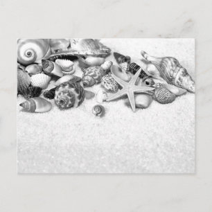 Cartão Postal Cartão-postal Seashells