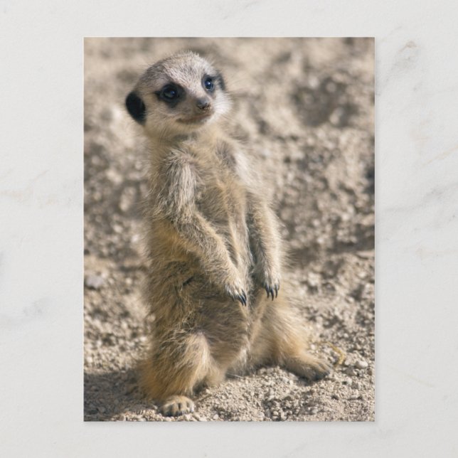 Cartão Postal Cartão-postal Sentry-in-Training (Frente)