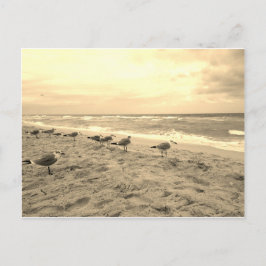 Cartão Postal Cartão-postal Sepia Seagull