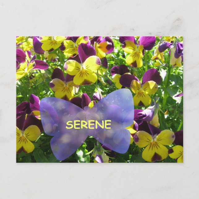 Cartão Postal Cartão-postal Serene Pansy (Frente)