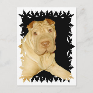 Cartão Postal Cartão-postal Shar Pei