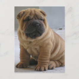 Cartão Postal Cartão-postal Shar Pei Chinês
