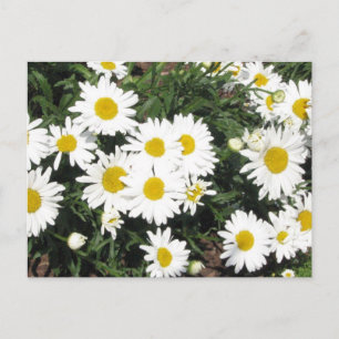 Cartão Postal Cartão-postal Shasta Daisies