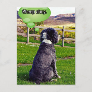 Cartão Postal Cartão-postal Sheep Ahoy
