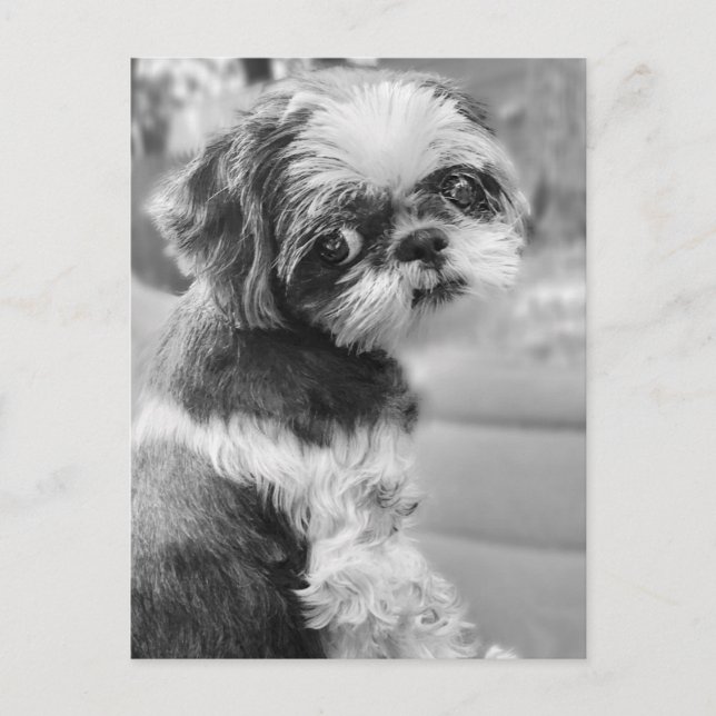 Cartão Postal Cartão-postal Shih Tau Girl (Frente)