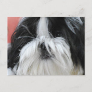 Cartão Postal Cartão-postal Shih Tzu
