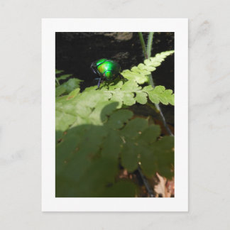 Cartão Postal Cartão-postal Shiny Beatle