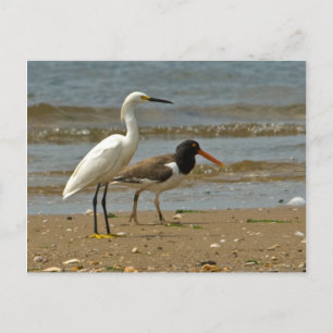 Cartão Postal Cartão-postal Shorebird