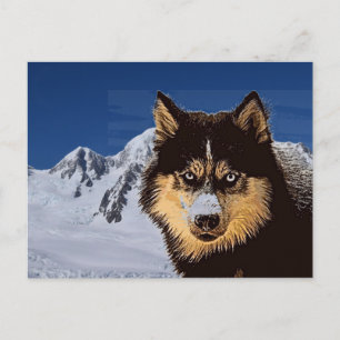 Cartão Postal Cartão-postal Siberian Husky