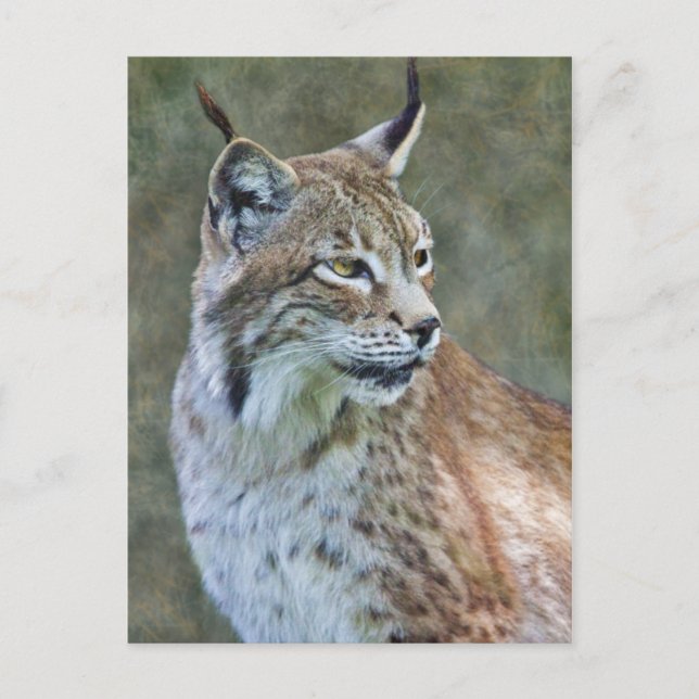 Cartão Postal Cartão-postal Siberian Lynx (Frente)