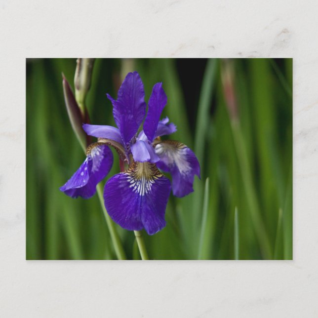 Cartão Postal Cartão-postal Siberiano Iris (Frente)