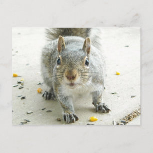 Cartão Postal Cartão-postal "Sim, Eu Gostaria De Alguma Comida"