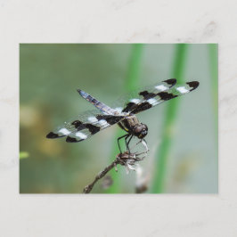 Cartão Postal Cartão-postal Skimmer Dragonfly De Doze Pontas
