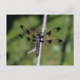 Cartão Postal Cartão-postal Skimmer Dragonfly De Doze Pontas